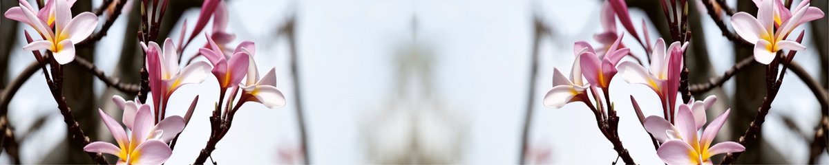 skinali-2974