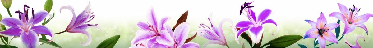 skinali-5638