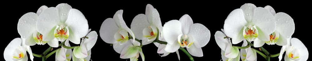 skinali-2451-o