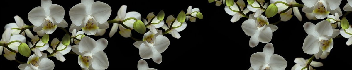 skinali-2668