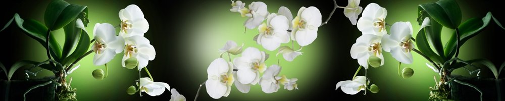 skinali-8827